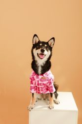 -孕视觉专业孕妇摄影(天津南开店)