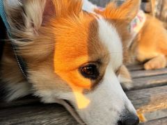 -宠物寄养训练学校