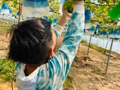 -海堤葡萄园中小学生研学基地