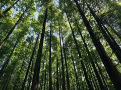 -山王坪喀斯特国家生态公园