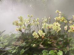 -呀诺达热带雨林