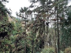 -井冈山革命烈士陵园