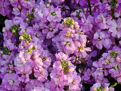 -上海浦江郊野公园·1号停车场