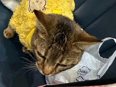 -伟伟宠物医院·瑞派猫友好医院·猫科(光谷店)