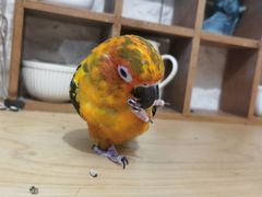 -吉丁鸟咖·异宠·寄养