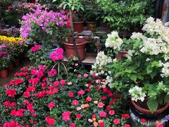 -桂林市花鸟市场