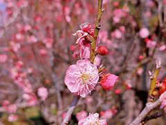 -梅花山(明孝陵内)
