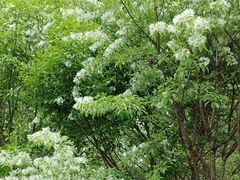-仁和公园(顺义区)