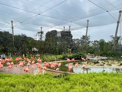 -新加坡飞禽公园