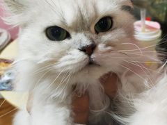 -李小姐の猫咖啡馆(五角场店)