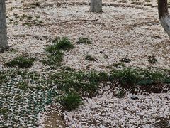 -元大都城垣遗址公园