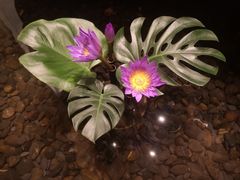 -广州富力丽思卡尔顿酒店·丽轩·粤菜