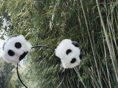-成都大熊猫繁育研究基地