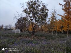 -静之湖湖畔餐厅