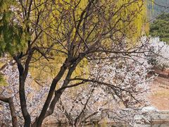 -北京西山国家森林公园