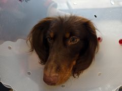 -伟伟宠物医院·CT影像中心·瑞派犬猫综合性门诊(汉口总院)