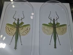 -上海昆虫博物馆