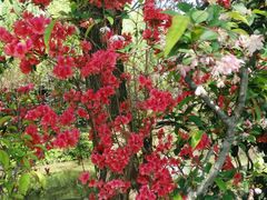 -南汇桃花村