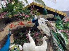 -西双版纳原始森林公园
