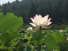 -北岐滩涂