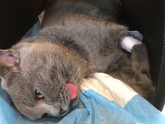 -纳吉亚猫专科动物医院博雅分院