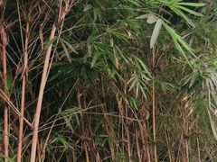 -大妙火锅·非物质文化遗产(东湖公园店)