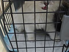 -瑞派动物医院·猫专科·至诚(江南中分院)