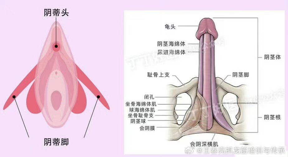 男生的丁丁构造图片