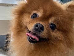 -爱侣宠医·鹦鹉专科·小型哺乳类·异宠专科(灵石路店)