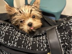 -萌兽医馆·犬猫专科·眼科中心·宠物医院(朝阳门分院)