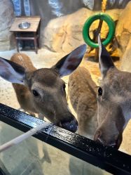 -酷嗒动物文化乐园(cutezoo西溪乐天城店)