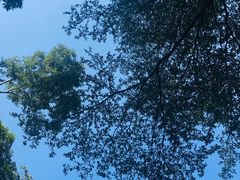 -三水森林公园