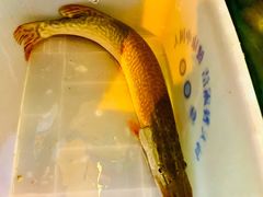 -煲来饱去冷水鱼