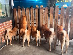 -柴犬高等学院·狗咖·柴犬售卖·宠物训练