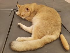 -猫咪派对(江南西店)