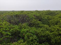 -北海金海湾红树林生态旅游区