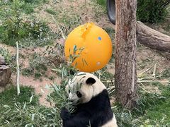 -青藏高原野生动物园