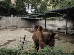 -成都动物园