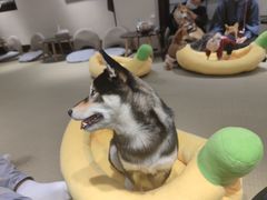 -逗柴咖啡屋·狗咖猫咖宠物桌游