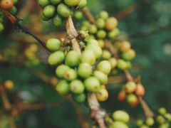 -Torch Coffee 炬点咖啡