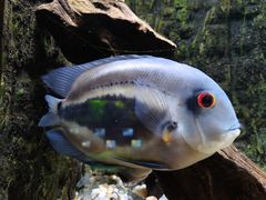 -上海海洋水族馆