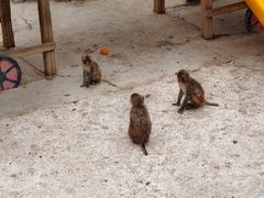 -青藏高原野生动物园