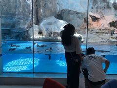 -帝企鹅自助餐厅•儿童岛•真企鹅(长隆企鹅酒店)