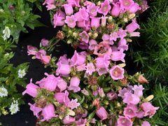 -龙大花卉苗木市场