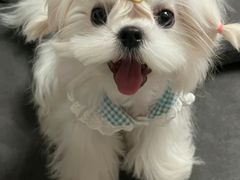 -爱侣宠医·鹦鹉专科·小型哺乳类·异宠专科(灵石路店)