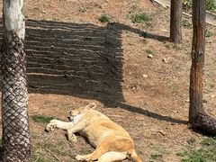 -西霞口神雕山野生动物世界