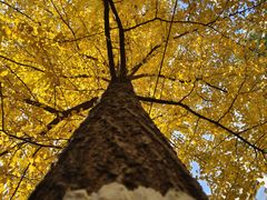 -长白岛森林公园