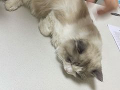 -瑞派宠物医院·24小时骨科·心脏·核磁(哈尔滨南岗店)