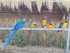 -西霞口神雕山野生动物世界