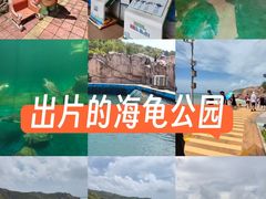 -广东惠东海龟国家级自然保护区